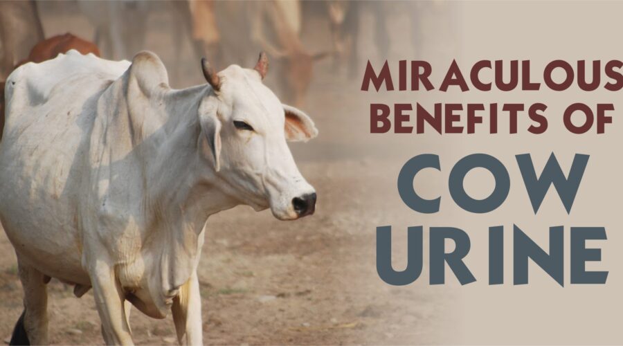 गो-मूत्र चिकित्सा (Go-mutra Therapy): आयुर्वेद का अनमोल उपहार और इसके चमत्कारी फायदे